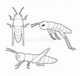 Insect Scorpion sketch template