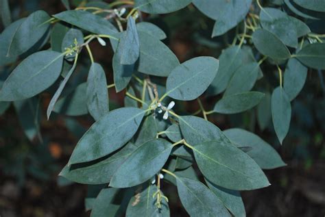 eucalyptus gunnii garden trees  sale uk letsgoplantingcouk