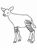 Okapi Calves sketch template