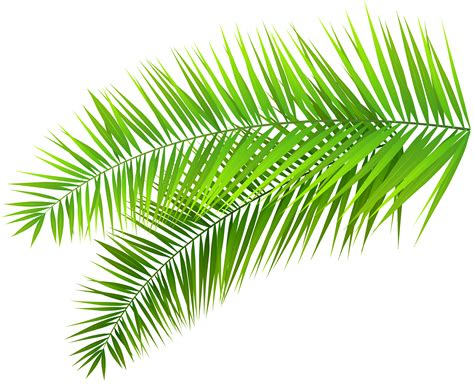 palm frond palm leaf clipart clipground