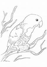 Papagaio Parrot Loro Naped Papagei Dormido Sentado Dibujosonline Colorironline sketch template