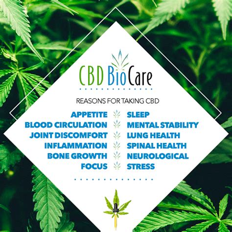 what is your endocannabinoid system and how cbd is the key