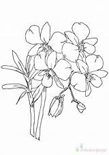 Orchid Kolorowanki Storczyki Dzieci Orchidee Colorir Orquidea Ausmalbilder Kategorien sketch template