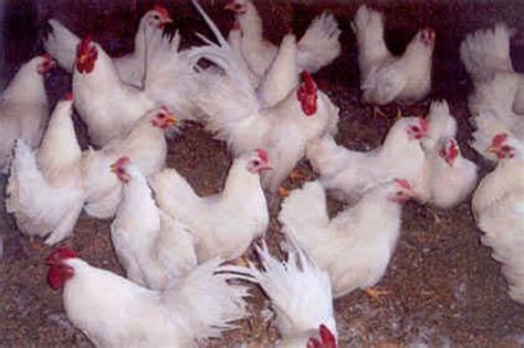 White Japanese Bantam Chickens For Sale Cackle Hatchery