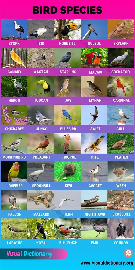 types  birds great list   birds  common names   world visual dictionary
