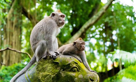 top  reasons    visit  ubud monkey forest alaya alaya hotels resorts