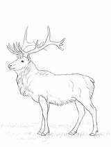 Deer Coloring Pages Printable Drawing Buck Creative Elk sketch template