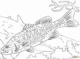 Coloring Pages Fish Bass Fishing Printable Colouring Book Kids sketch template