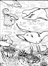 Coloring Stingray Adults Pages Coloringbay Ray sketch template