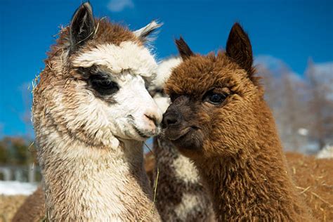 royalty  alpaca pictures images  stock  istock