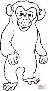 Chimpanzee Schimpanse Gorilla Ausmalbild Ape Zorniger Zum Kategorien Coloringhome sketch template