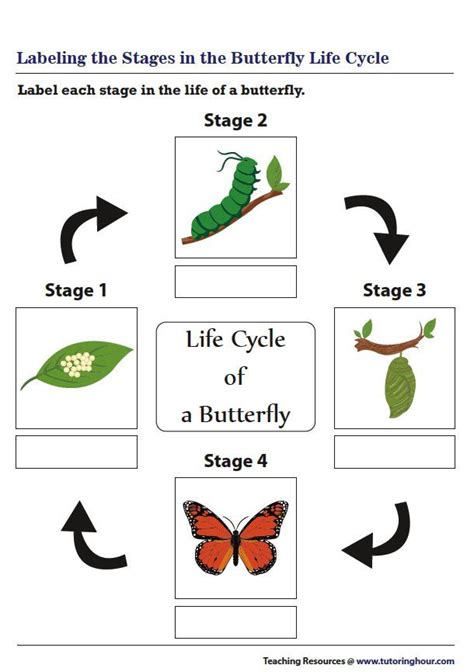 labeling  stages   butterfly life cycle worksheet butterfly