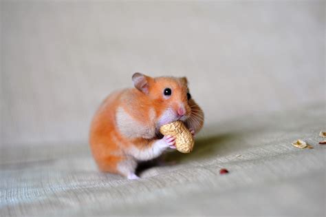 hamster cheek pouches  diseases