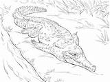 Coloring Crocodile Pages Crocodiles Orinoco Parentune Worksheets sketch template
