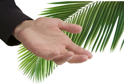important palms  palm sunday palm sunday