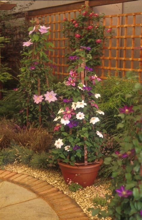 Growing Clematis In Containers Down To Earth Clematis Plants