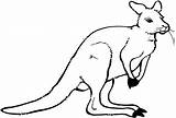 Kangaroo Kangourou Canguro Coloriages sketch template