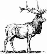 Elk Clipart Drawing Head Coloring Deer Getdrawings Webstockreview Dmca Complaint Favorite Add sketch template