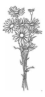 Gaensebluemchen Malvorlagen sketch template