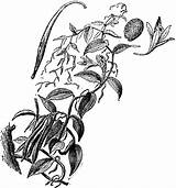 Vanilla Plant Clipart Etc Large sketch template