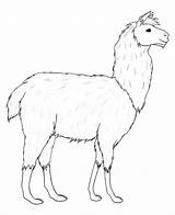 Llama Drawing Alpaca Line Lineart Drawings Deviantart Getdrawings Clipart Cute sketch template