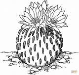 Cactus Coloring Pages Pelecyphora Drawing Flower Printable Illustration Dibujo Dessin Supercoloring Colorier Desert Imagixs Flowers Colouring Gif Draw Outline Drawings sketch template
