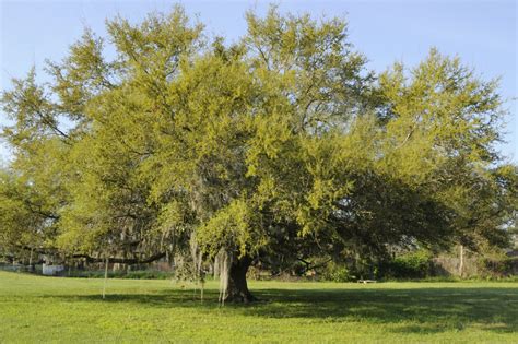 oak tree facts tips  caring   oaks   landscape
