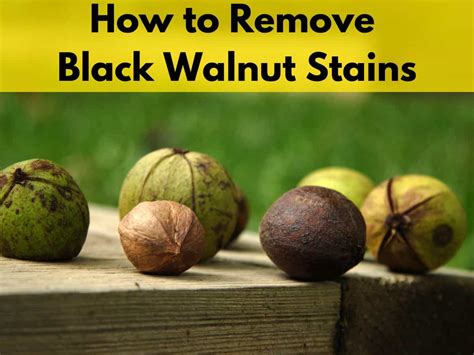 remove black walnut stains  clothes organizingtv