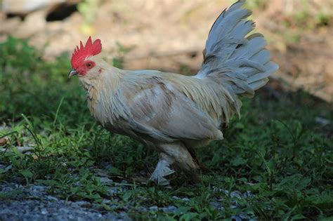 How To Go About Choosing The Perfect Chicken Breeds For You