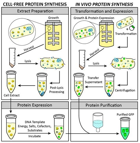 cell  protein synthesis    nirenberg