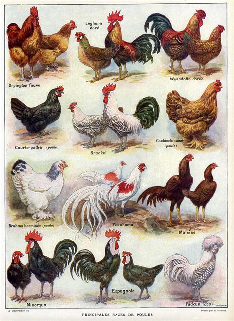 principales races de poules racas de galinhas galo aves