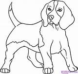 Beagle Draw Pages Dog Colouring Puppy Drawing Coloring Line Dogs Drawings sketch template