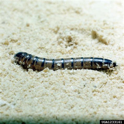 dark mealworm tenebrio obscurus