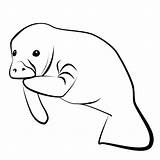 Manatee Clipart Clip Drawing Coloring Mine Manatees Yes Line Manate Templates Clipartmag Aswell Wikiclipart Projects Tattoo Tattoos Visit Sodium sketch template