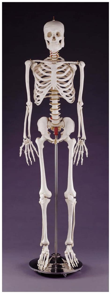 walter products budget skeleton budget skeletoneducation supplies
