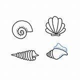 Seashell Drawing Conch Draw Easy Queen Step Finish Fourth Start sketch template