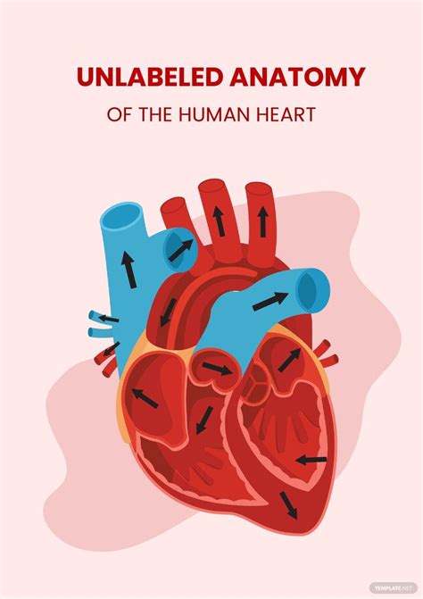 blank heart diagram  word  templatenet