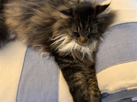 A Day In The Life Of Mr Tufts Two Maine Coon Kittens
