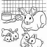 Coloring Rabbit Rabbits Pages Printable Lop Ear Bunny Template Anycoloring sketch template