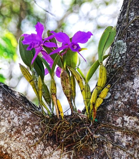 orchid growing   tree  barnsis redbubble