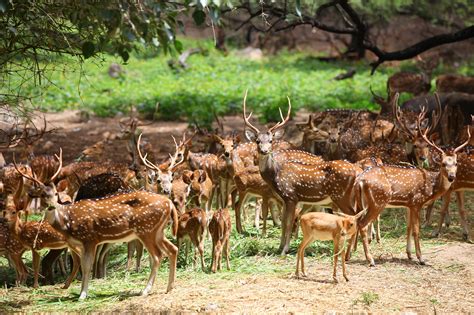 jungle safari   kalatop wildlife sanctuary  khajjiar