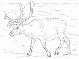 Coloring Reindeer Pages Svalbard Norway Printable Animals Deers Realistic Color Arctic sketch template