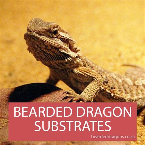 suitable substrates  bearded dragons bearded dragon substrate bearded dragon bearded
