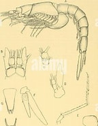 Afbeeldingsresultaten voor "amblyopsoides Obtusa". Grootte: 144 x 185. Bron: www.alamy.com