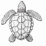 Turtle Print Tortue Tortuga Visiter доску выбрать Colornimbus sketch template