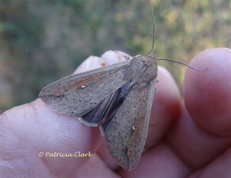 armyworm moth mythimna unipuncta haworth  butterflies  moths