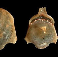 Afbeeldingsresultaten voor "diacavolinia Pacifica". Grootte: 189 x 185. Bron: seaslugsofhawaii.com