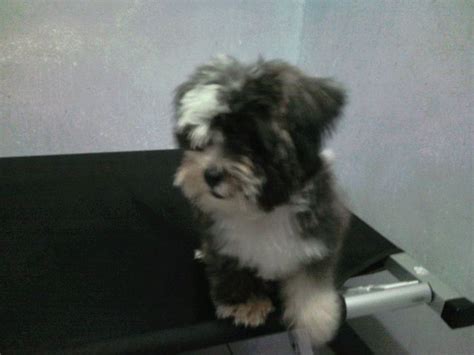 Male Shih Tzu Crossed With Yorkshire Terrier For Sale Adoption From