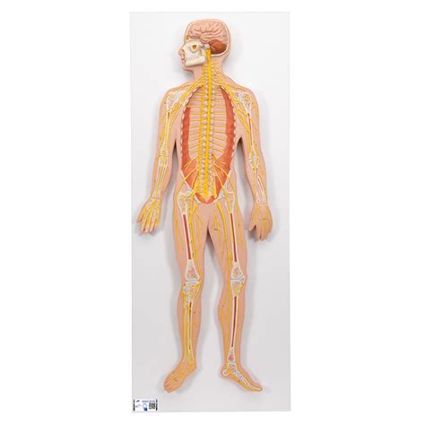 anatomical teaching model plastic nervous system model