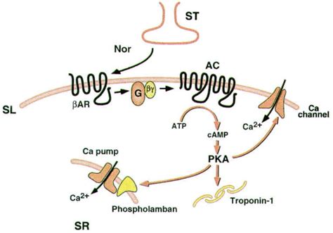 adenylyl cyclases  integrators  transmembrane signal transduction circulation research
